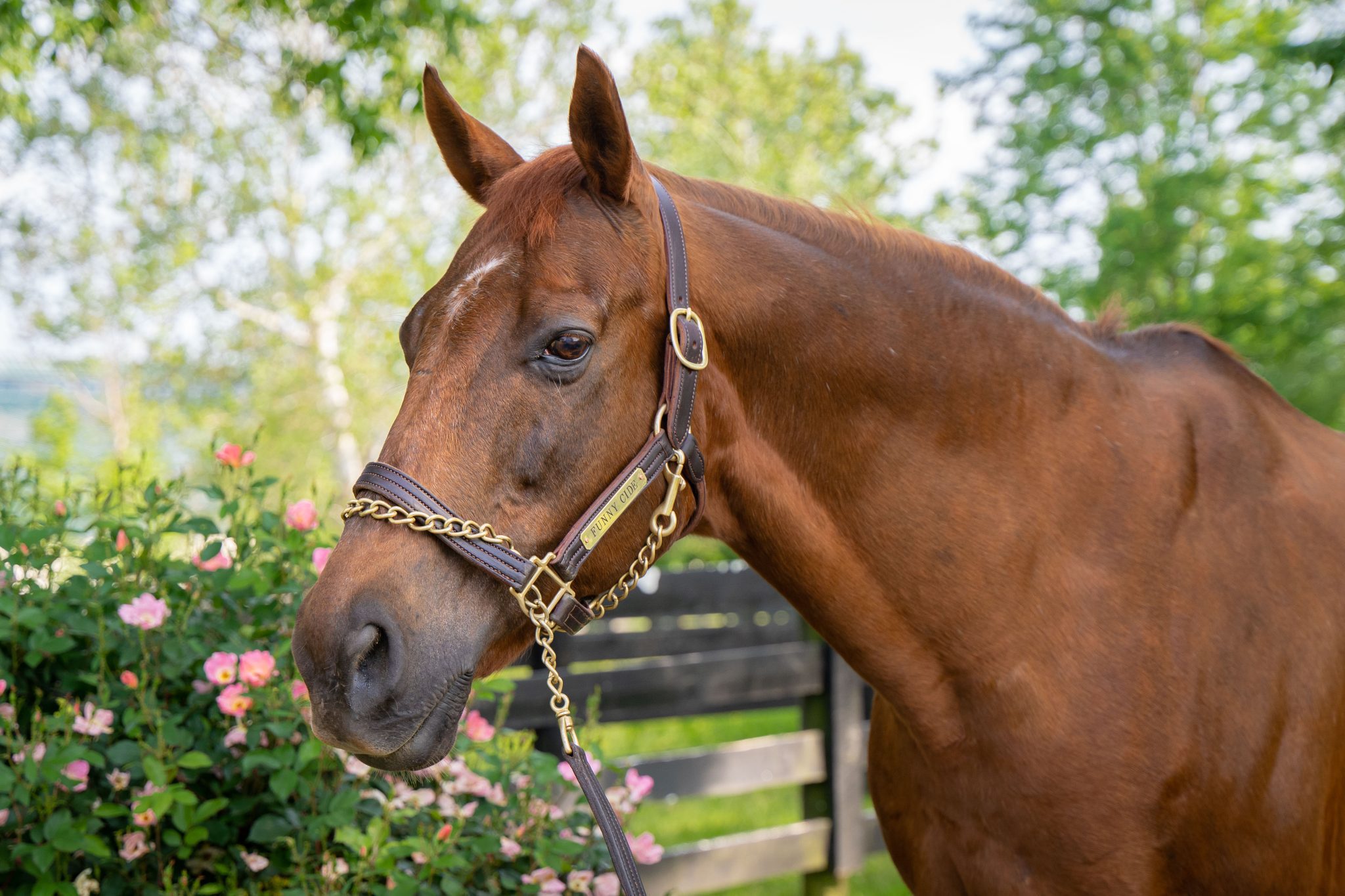 Funny Cide